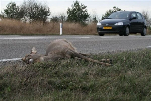 Afbeelding: Aangereden ree en voertuig na aanrijding