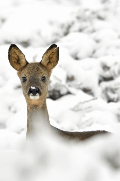 Natuurfoto: Reegeit winter Hondsrug, Henk Ossinga