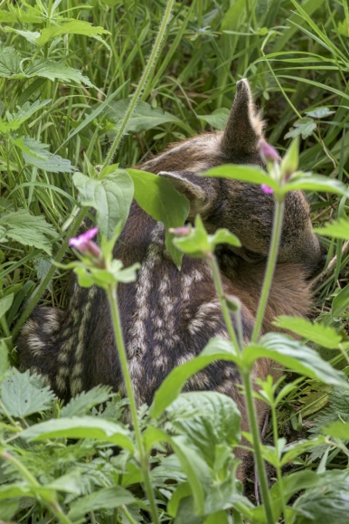 Natuurfoto: Reekalf bovenaanzicht Gasselterveld, Henk Ossinga