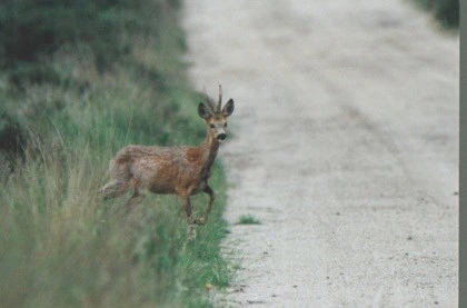 Natuurfoto: Reebok aan de zandweg