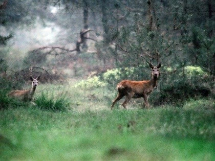 Natuurfoto: Reegeit en -kalf steken over