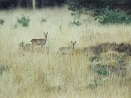 Natuurfoto: Reeën in het buntgras, Randy van Ommeren