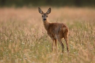 Natuurfoto: Reegeit die over de schouder achterom kijkt, Dick Pasman