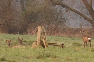 Foto van reeënsprong invroege voorjaar, liggend in lang gras, kijkend naar fotograaf Dick Pasman