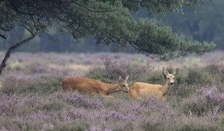Natuurfoto: Reebok en Reegeit, Eline de Jong