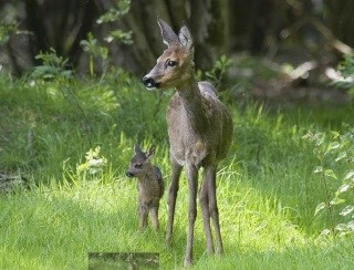 Natuurfoto: Reegeit met reekalf, Eline de Jong