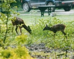 Natuurfoto: Reegeit met kalf op parkeerplaats, Joke hendriks