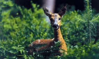 Natuurfoto: Reegeit in het groen, Jan Huttinga