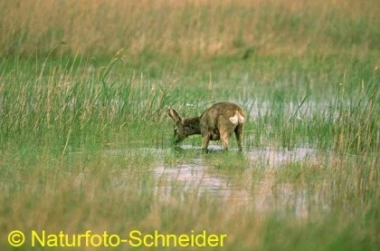 Natuurfoto: Reebok in het biezen morras, Klaus Schneider
