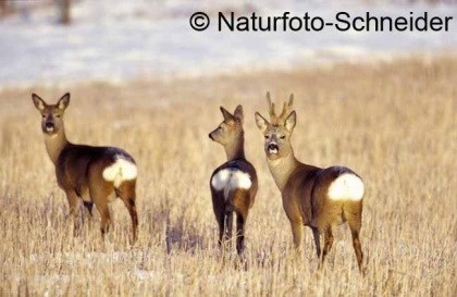 Natuurfoto: Sprong reeën in de winterstoppel graan, Klaus Schneider