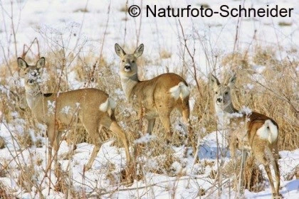 Natuurfoto: Sprong reegeiten in de ruigte, Klaus Schneider