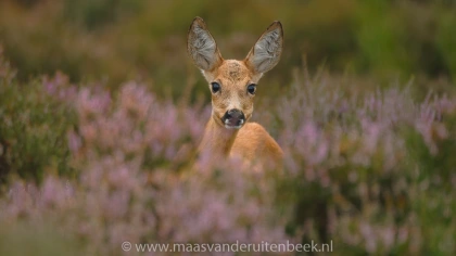 Natuurfoto: Smalree in de heide, Maas van de Ruitenbeek