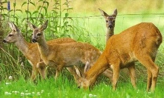 Foto: Reegeit met drie reekalveren, Meijco van Velzen
