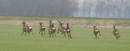 Foto: Vluchtende reeën, Meijco van Velzen