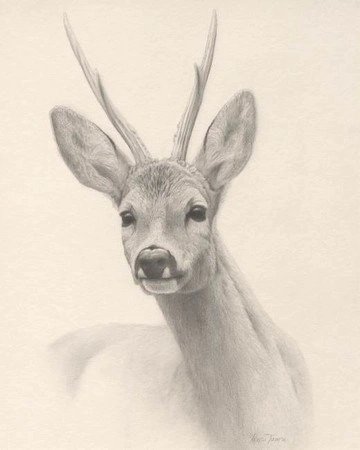 Tekening: Reebok, Renso Tamse