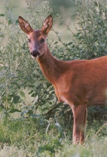 Foto: Reegeit, Sip de Vries