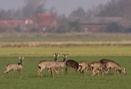 Afbeelding: Sprong reeën