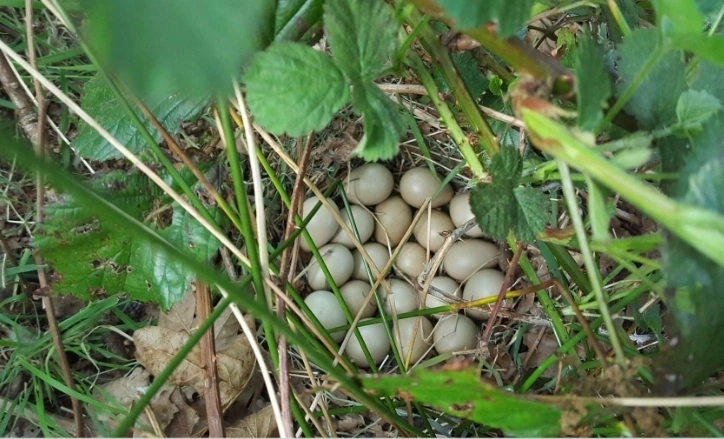 Afbeelding: Patrijzenlegsel, Foto: Tjeerd Langhout