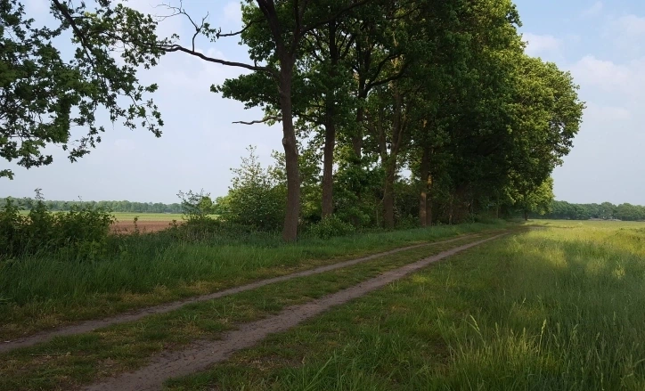 Afbeelding: Bewaard gebleven rand met kruiden, struiken en enkele bomen