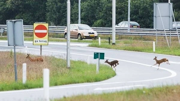 Afbeelding: Overstekende reeën