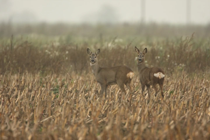 Afbeelding: Reegeiten op maïsstoppel, foto: Dick Pasman