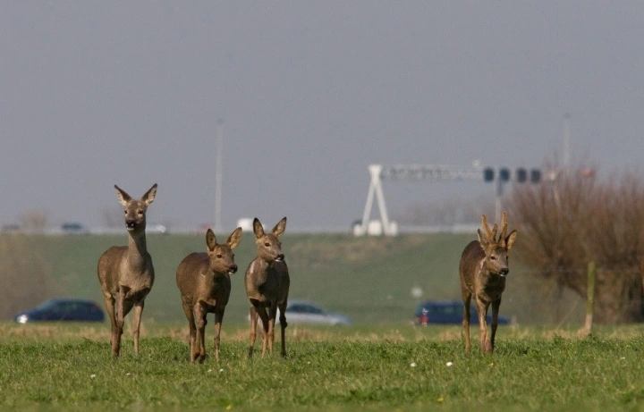 Foto: Reeën in versnipperd landschap fotograaf: Mark Zekhuis