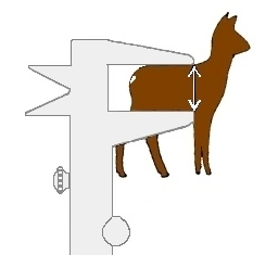Tekening: Meten borstdiepte Tekening: Meten borstdiepte