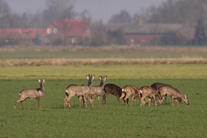 Afbeelding: Sprong veldreeën