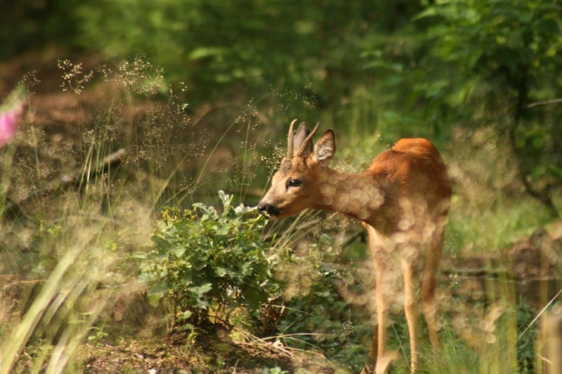 Foto: Eten ree