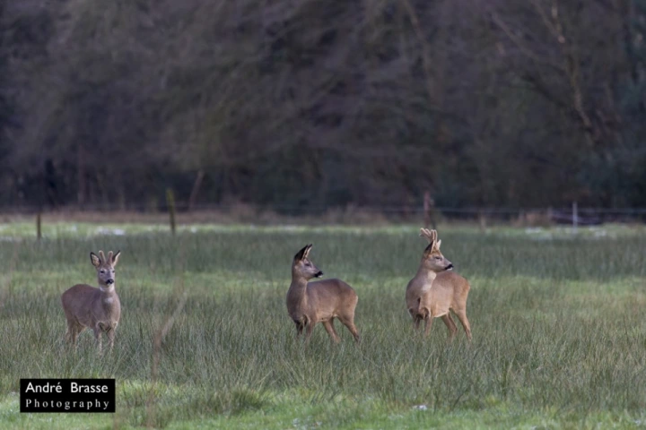 Afbeelding: Reeën in januari met bastgewei