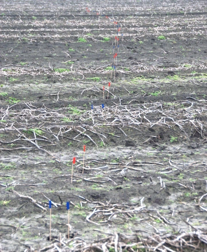 Foto: Gemarkeerde hoef-afdrukken van voor- en achterlopers ree. foto: Peter Venema