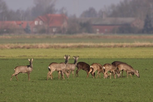 Afbeelding: Reeën in ons dichtbebouwde landschap