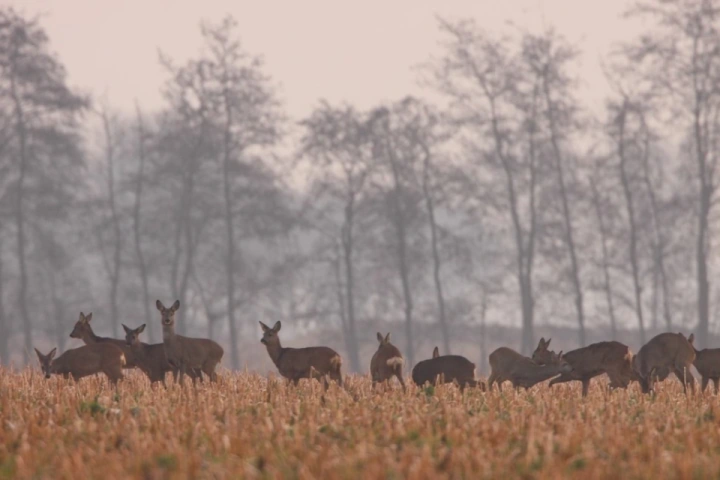 Afbeelding: Reeënsprong; Foto: Dick Pasman Afbeelding: Reeënsprong; Foto: Dick Pasman