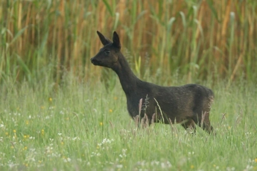 Afbeelding: Zwart ree in zomervacht. Foto: Dick Pasman