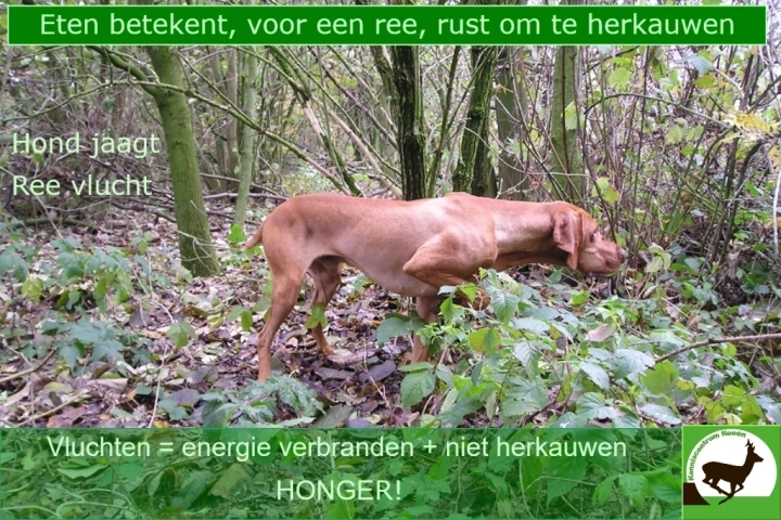 Afbeelding: Jagende hond verstoord noodzakelijke rust reeën.