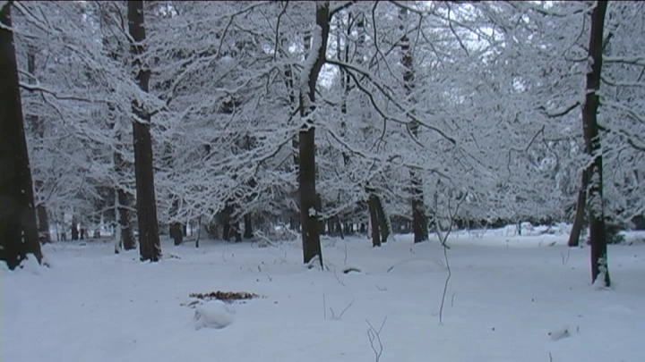 Afbeelding: De wereld van het ree onder de sneeuw